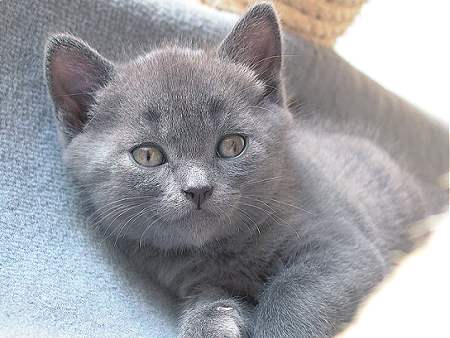 Chartreux Kitten nach Klettertour