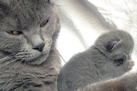 Chartreux mit Kitten