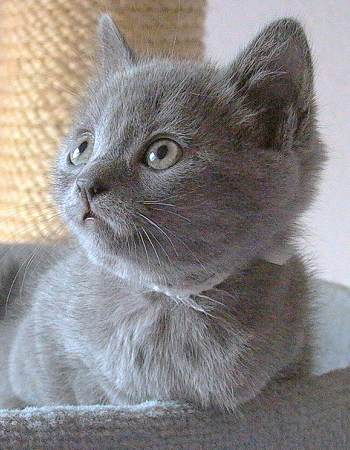 Chartreux Mai-Kätzchen