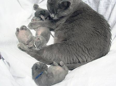 Chartreux Kinderstube