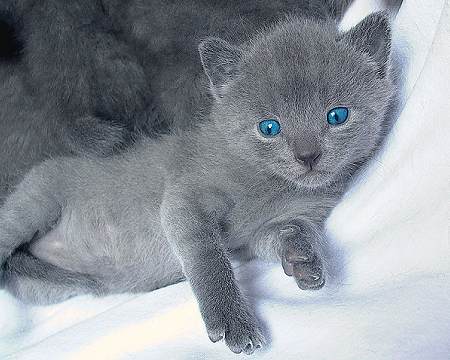 350 Gramm Pure Chartreux